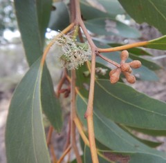Eucalyptus arenacea