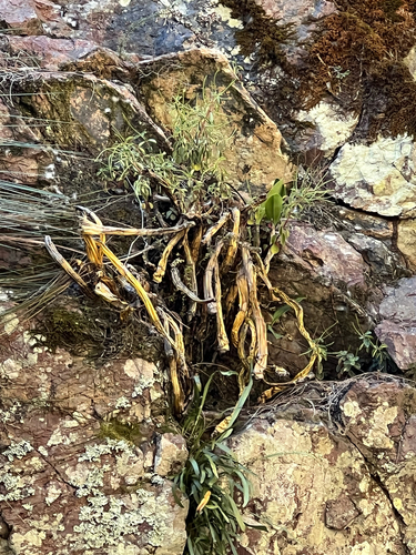 rock orchid