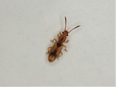 Cryptamorpha desjardinsi