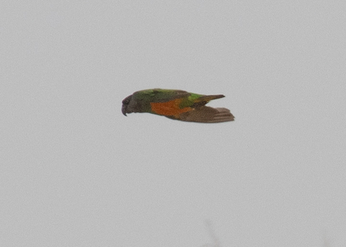 Senegal Parrot (Poicephalus senegalus), photo 4