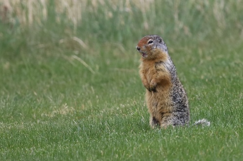 Columbian Ground Squirrel observed by lesfreck