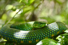 Trimeresurus flavomaculatus