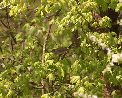 Eurasian Blackcap