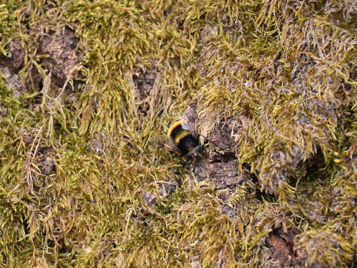 Mallota fuciformis
