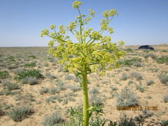 Ferula assa-foetida