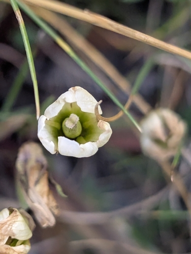 Gentianella corymbifera, photograph 4