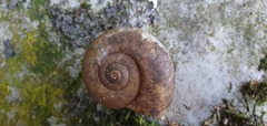 Powelliphanta