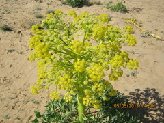 Ferula assa-foetida