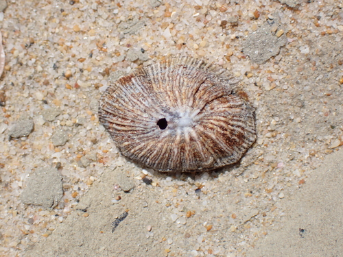 Siphonaria pectinata