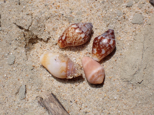 Columbella rustica