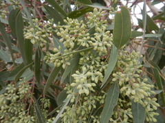 Eucalyptus fasciculosa