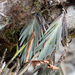 Maxillaria witsenioides - Photo (c) DANIEL ALEJANDRO CHICA BOTERO, algunos derechos reservados (CC BY), subido por DANIEL ALEJANDRO CHICA BOTERO