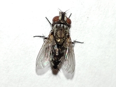 Metopia argyrocephala