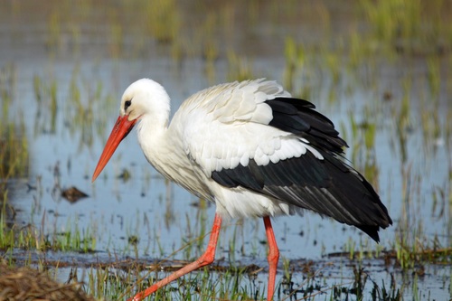 Hvid Stork — foto 5