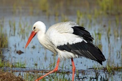 White Stork photo 1