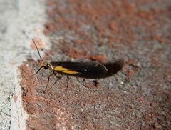 Mathildana newmanella