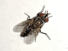 Metopia argyrocephala