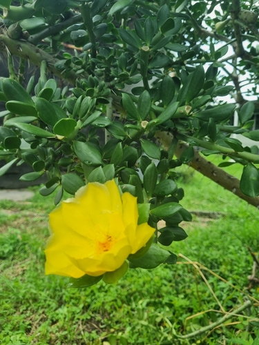 Pereskiopsis aquosa