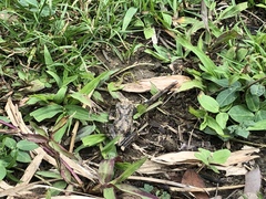 Kurixalus idiootocus