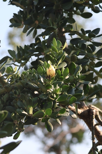 Pereskiopsis aquosa, photograph 2