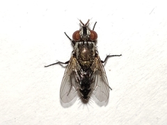 Metopia argyrocephala