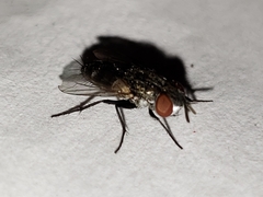 Metopia argyrocephala