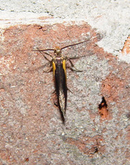 Mathildana newmanella