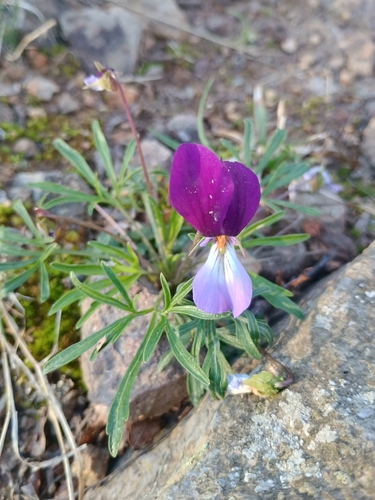 Bird'S Foot Violet