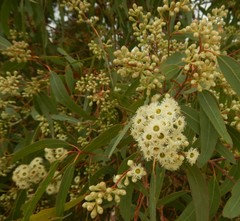 Eucalyptus fasciculosa