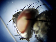 Metopia argyrocephala