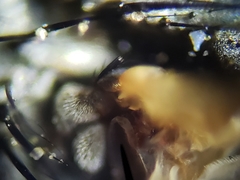 Metopia argyrocephala