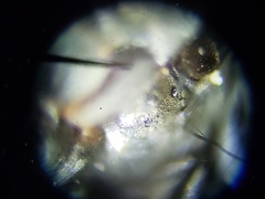 Metopia argyrocephala