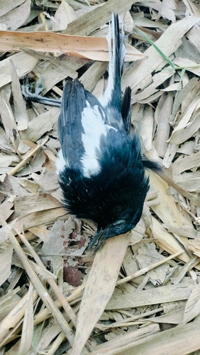 Oriental Magpie-Robin