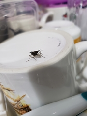 Proxys albopunctulatus