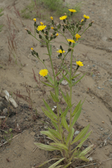 Picris japonica kamtschatica