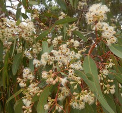 Eucalyptus fasciculosa