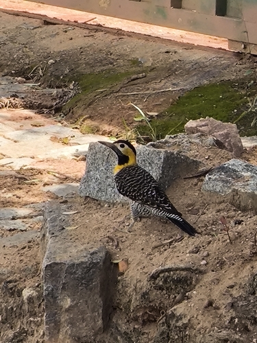Campo Flicker