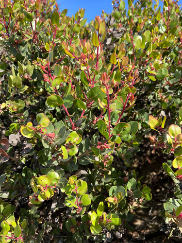 Arctostaphylos montereyensis, photograph 6