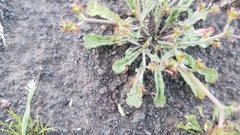 Chorizanthe staticoides