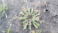 Chorizanthe staticoides