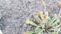 Chorizanthe staticoides