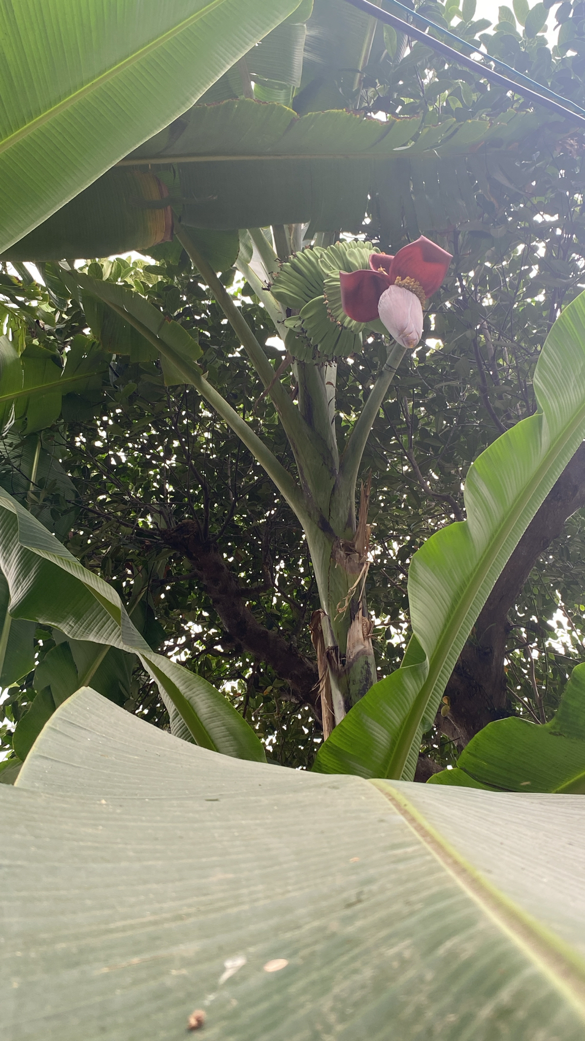 Musa paradisiaca — ảnh 2