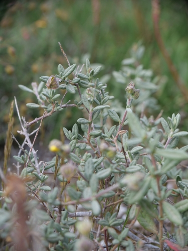 Helianthemum stipulatum, photograph 4
