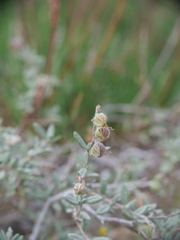 (c) Marios Thoma, some rights reserved (CC BY) Helianthemum stipulatum, photograph (c) Marios Thoma, some rights reserved (CC BY)