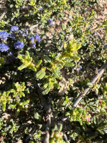 Ceanothus dentatus, photograph 1