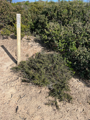 Ceanothus dentatus, photograph (c) Ryan Donnelly, some rights reserved (CC BY)