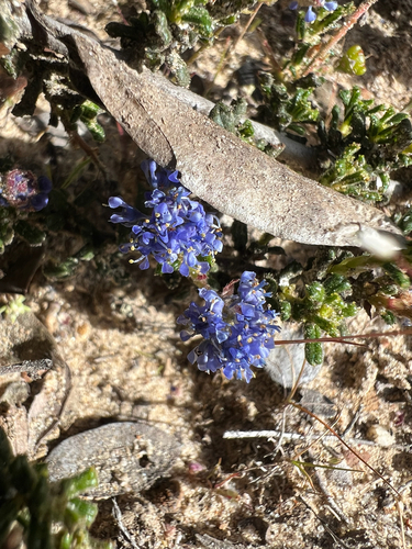 Ceanothus dentatus, photograph 3