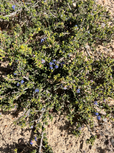Ceanothus dentatus, photograph 2