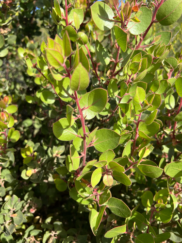 Arctostaphylos montereyensis, photograph 2