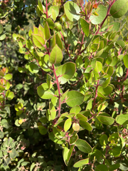Arctostaphylos montereyensis, photograph (c) Ryan Donnelly, some rights reserved (CC BY)